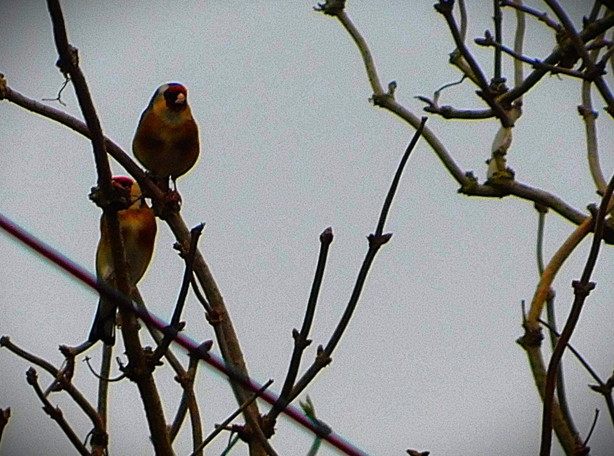 BBL 2024-5’s Big&nbsp;Cull