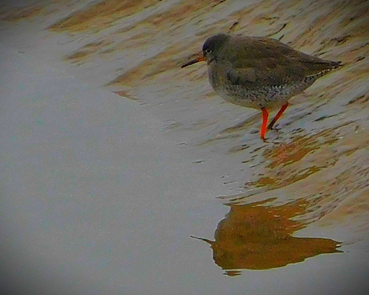 Melbourne Stars Great&nbsp;Escape