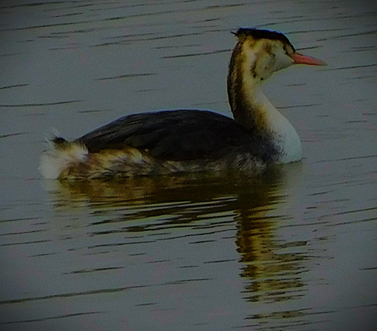 Australia Complete WAshes&nbsp;Whitewash