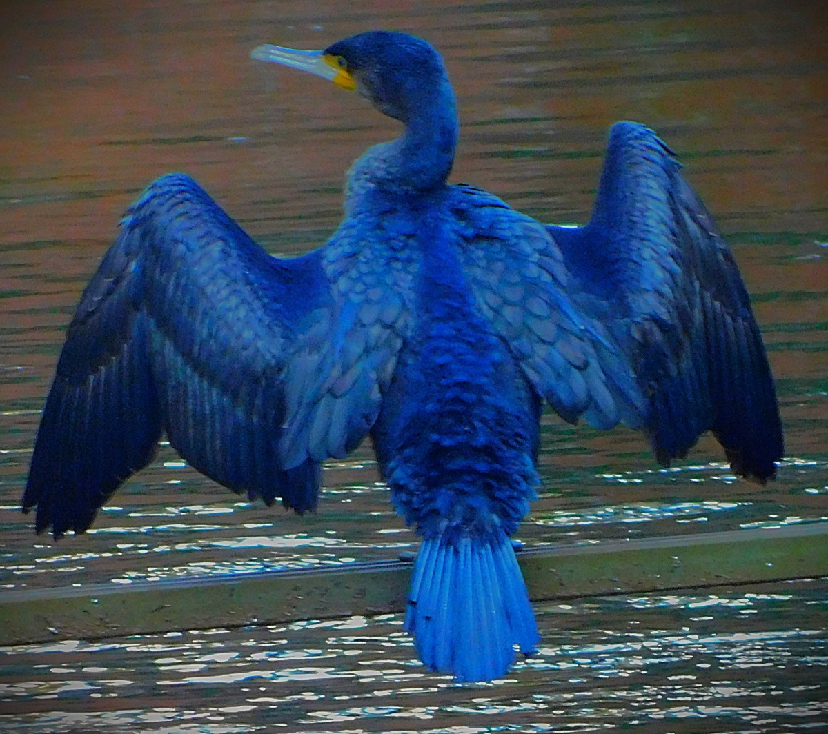 Rain Reduces Afghanistan Qualification&nbsp;Hopes