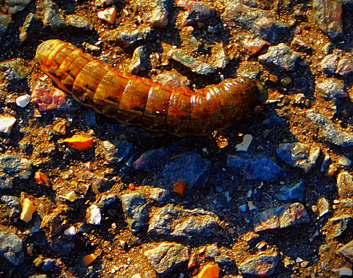 Champions Trophy Semi-final Line Up&nbsp;Complete