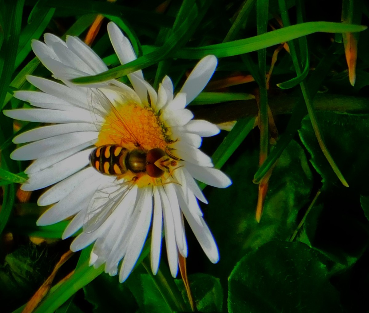 RCB Setting Early IPL&nbsp;Pace