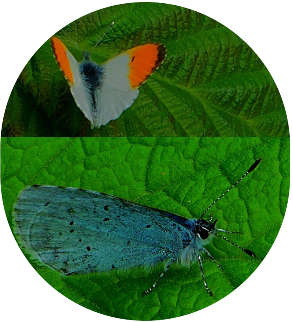 Sunrisers Hyderabad v Mumbai Indians (So&nbsp;Far)