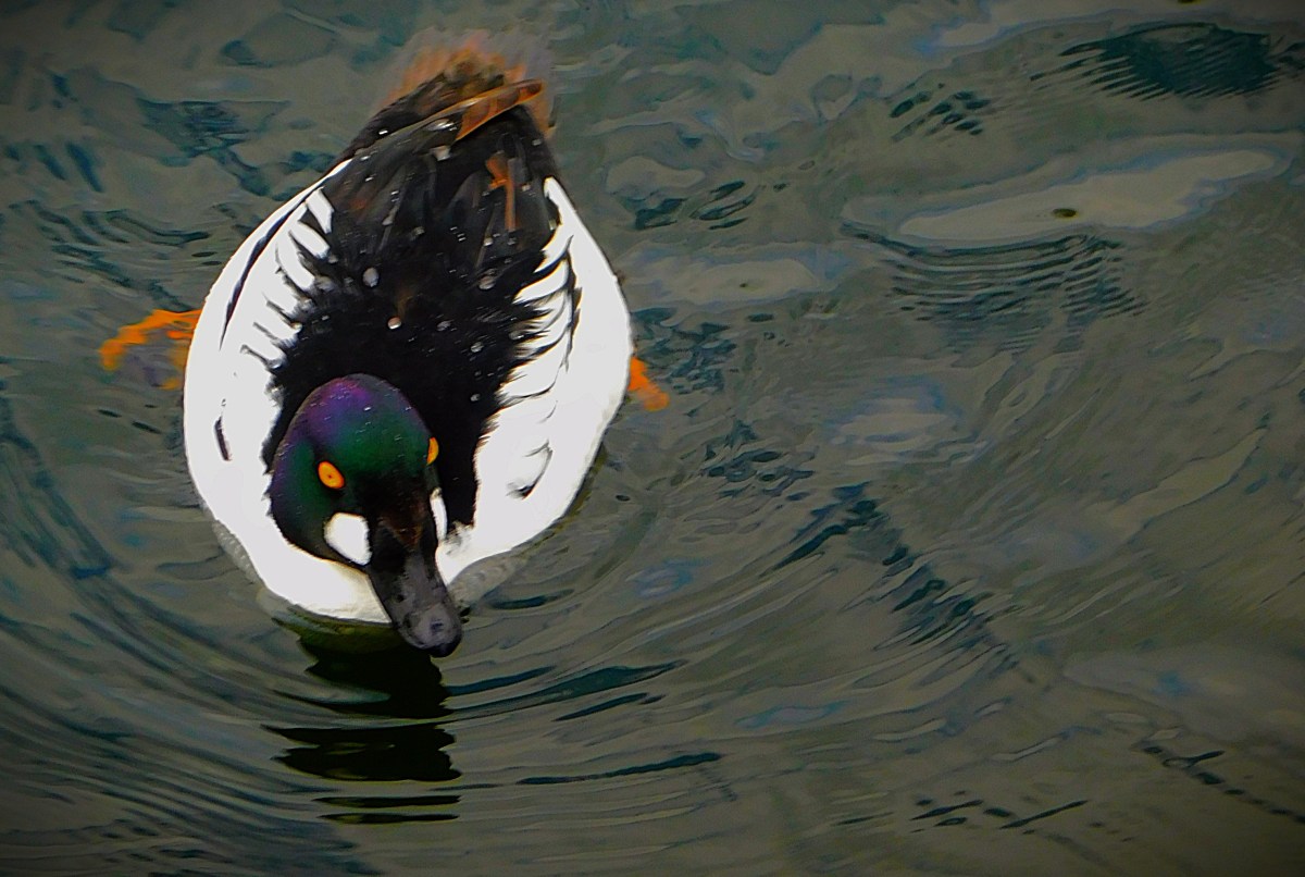Pensthorpe 2025 2: The Discovery Centre and&nbsp;General