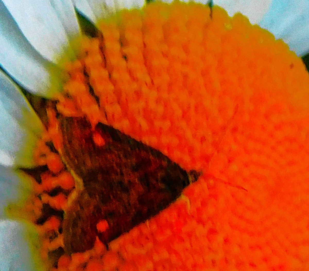 County Championship Action