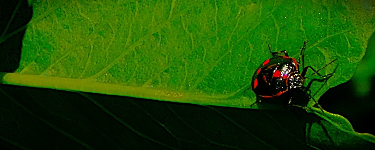 County Championship Round&nbsp;Six