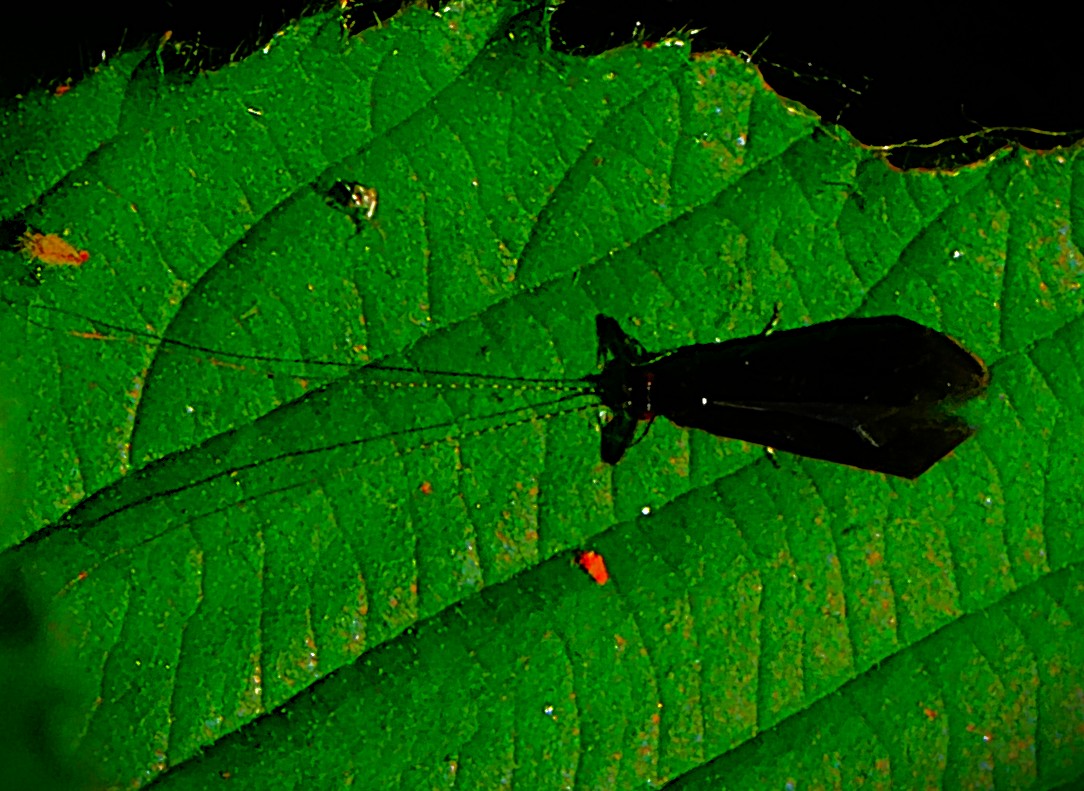 A Result Unique to&nbsp;Cricket