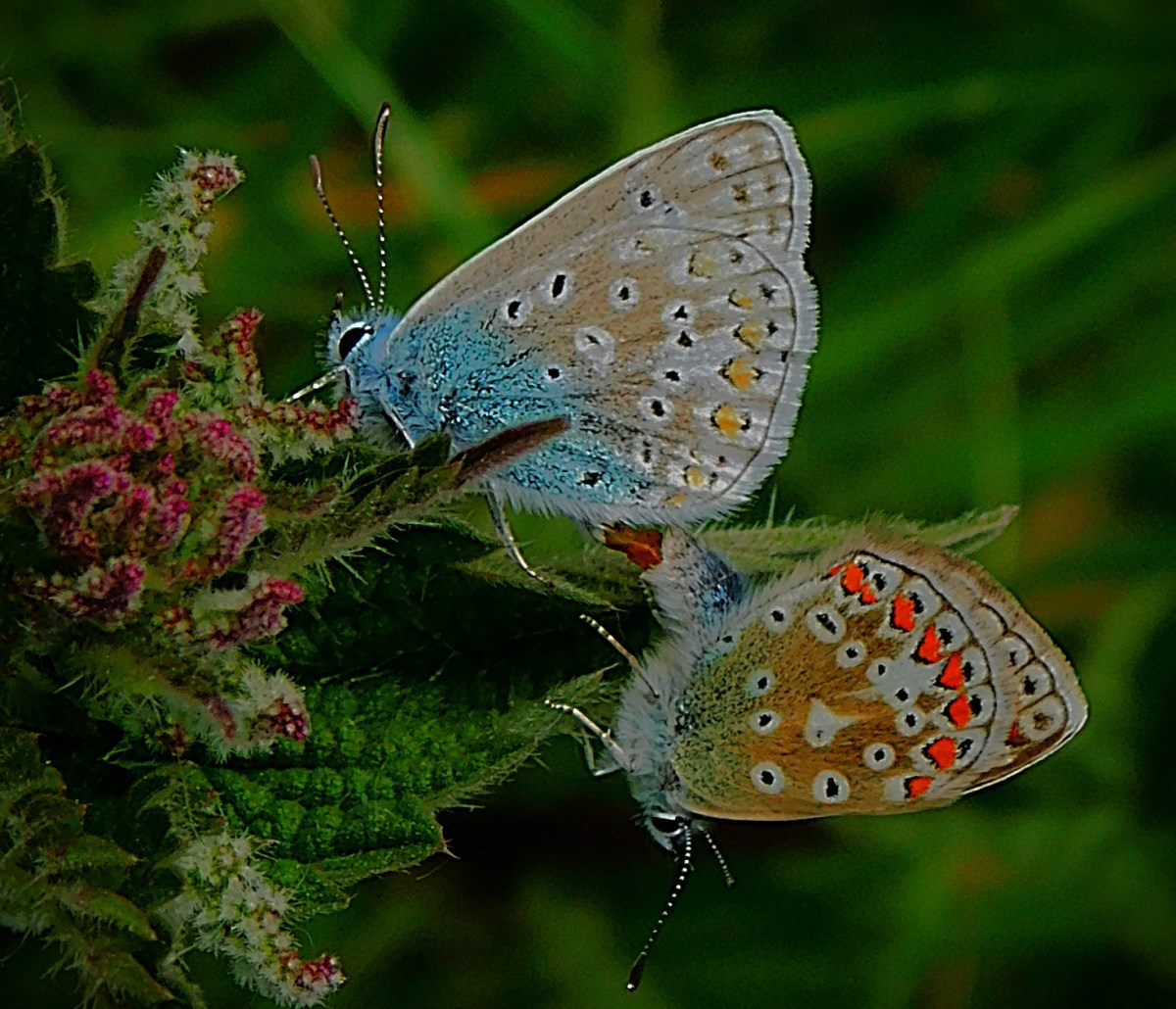 Raising a Bat to Celebrate Life’s Half&nbsp;Century