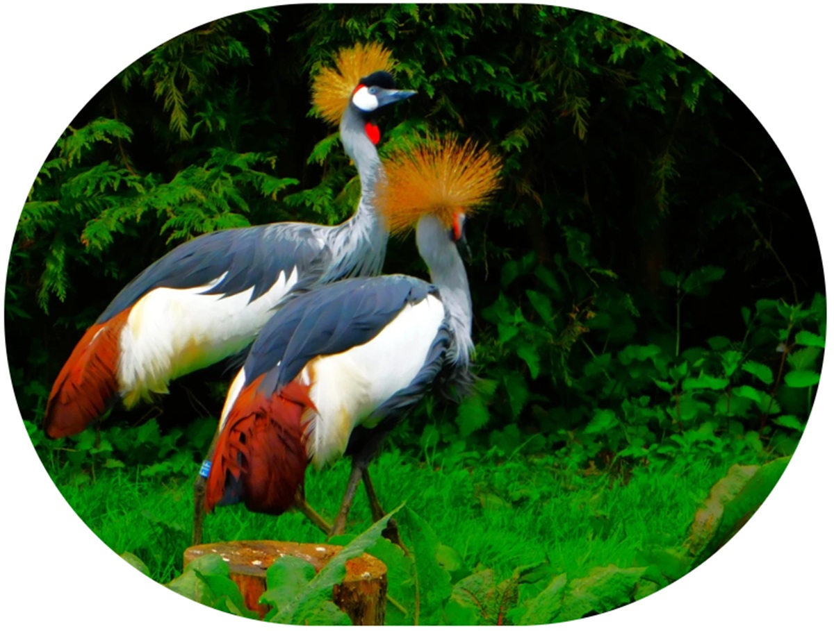 Pensthorpe 2025 3: Cranes and&nbsp;Flamingos