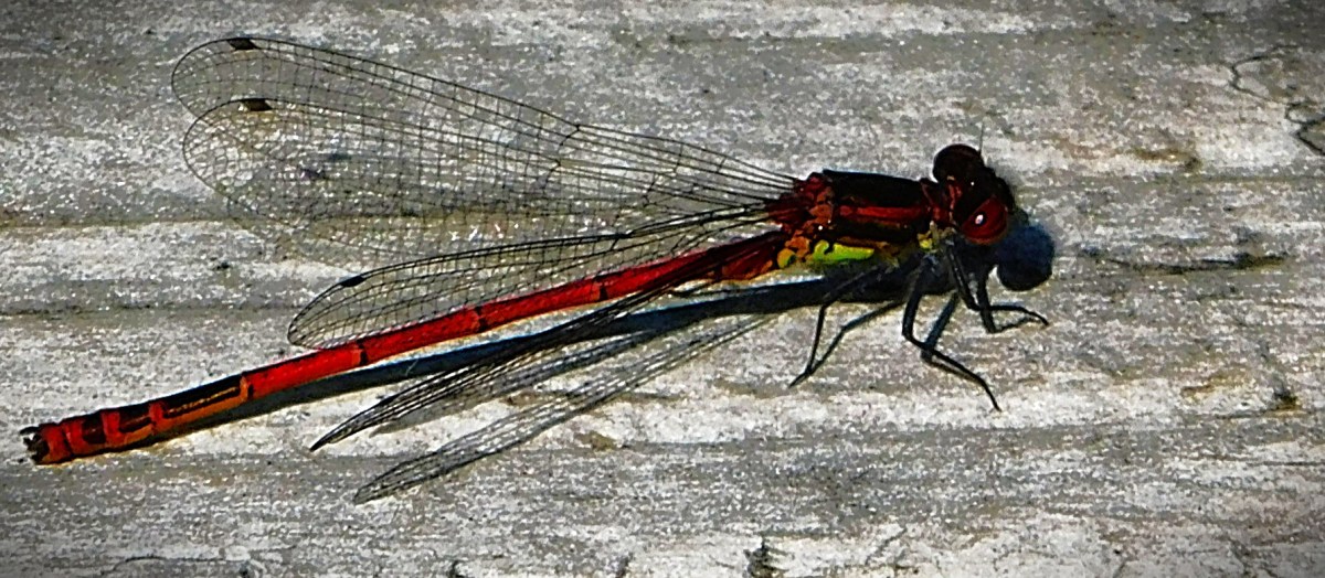50th Birthday Holiday 10: Glenborrodale Nature&nbsp;Reserve