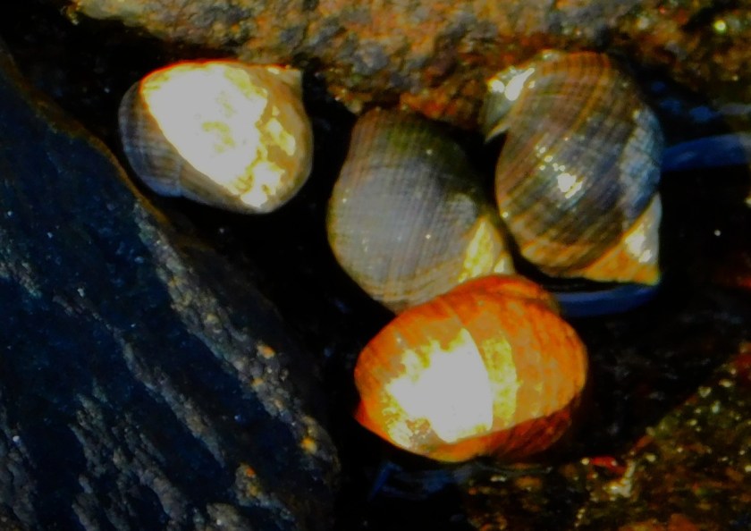 Four shelled creatures at the edge of a rockpool