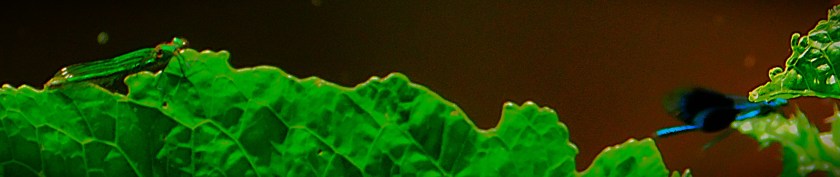 Twp dragonflies, one green with netlike wings, one dark blue with much solider looking wings, on the same large green leaf at the edge of the Gaywood River.