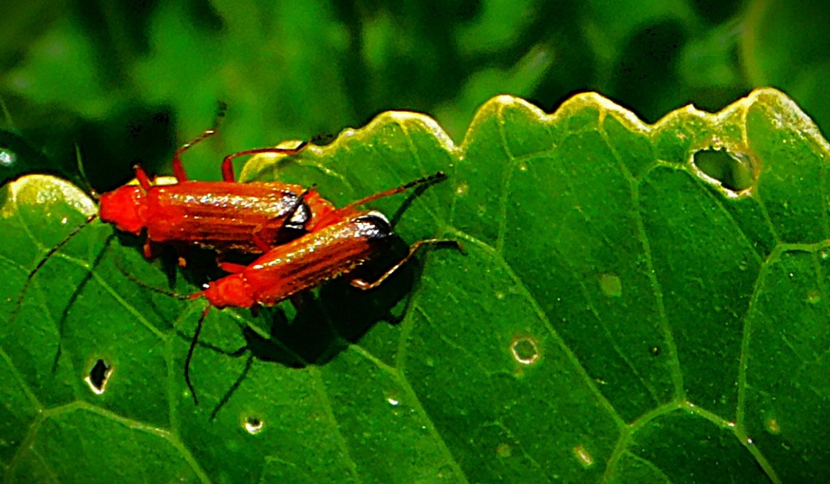 Consolation for England Women in Final&nbsp;T20I