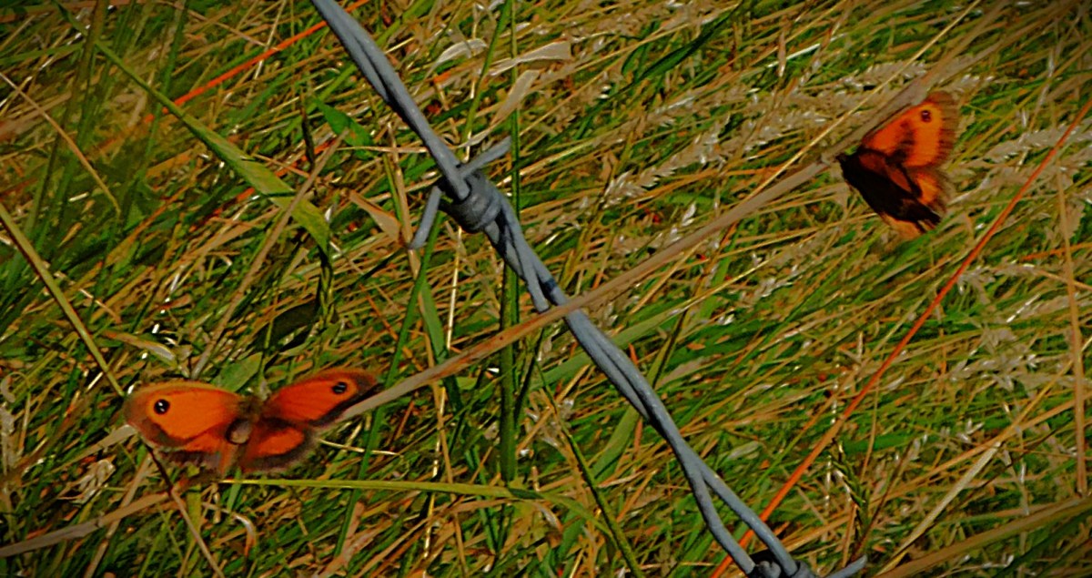 From Attritional Contest to Absolute&nbsp;Snorter