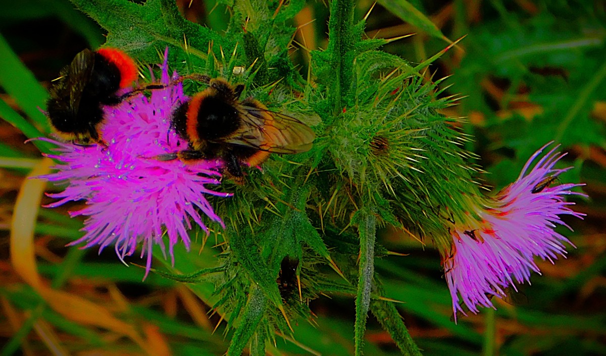 Deepti Sharma Guides India to ODI Win Over&nbsp;England