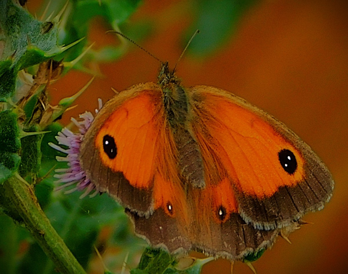 India Level the Series in Emphatic&nbsp;Style