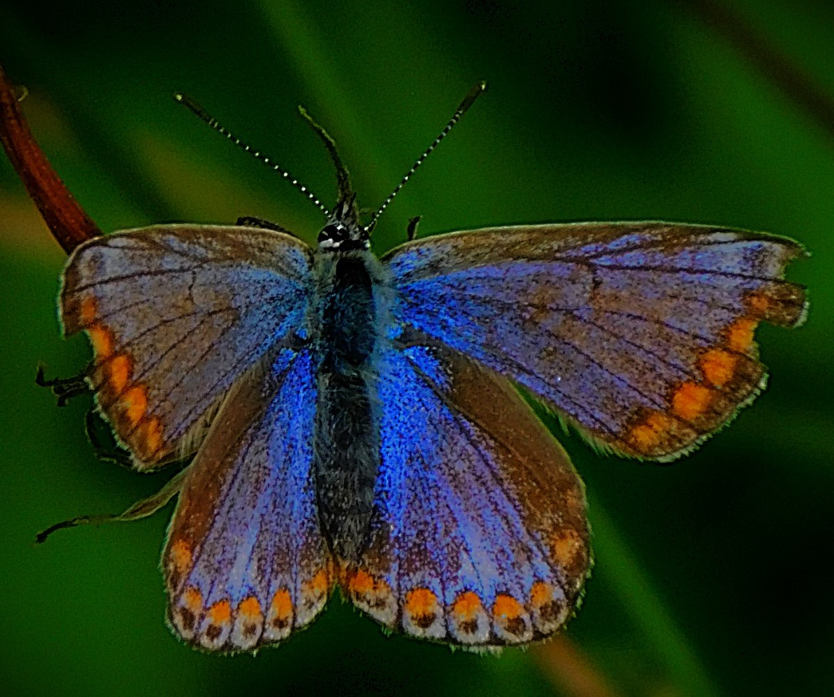 Combined XI for the England v India Test Series&nbsp;2025