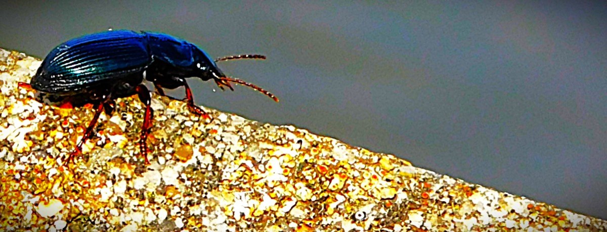 A Beetle Watching the Nar&nbsp;Outfall