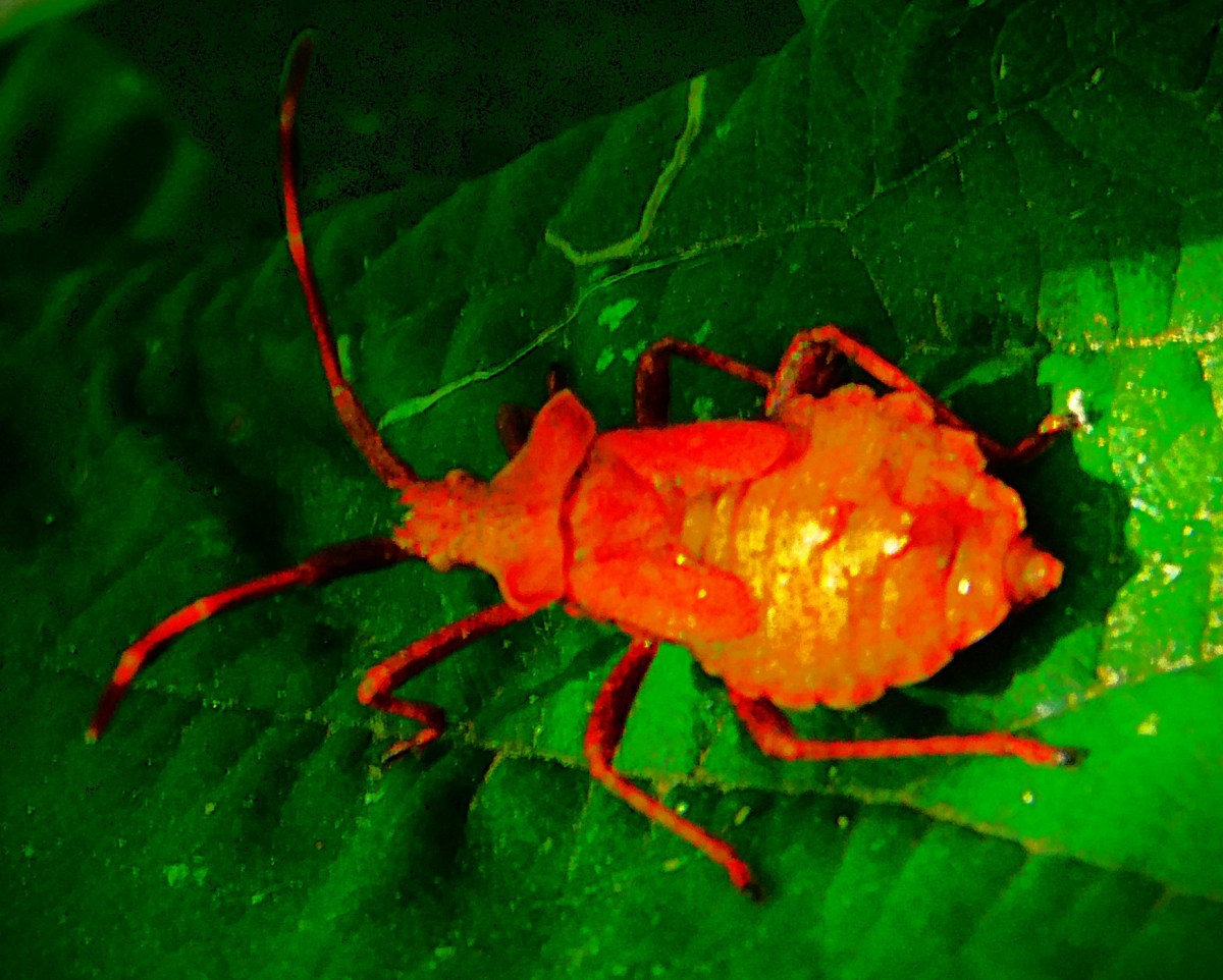 Birmingham Phoenix v Trent Rockets&nbsp;(Women)