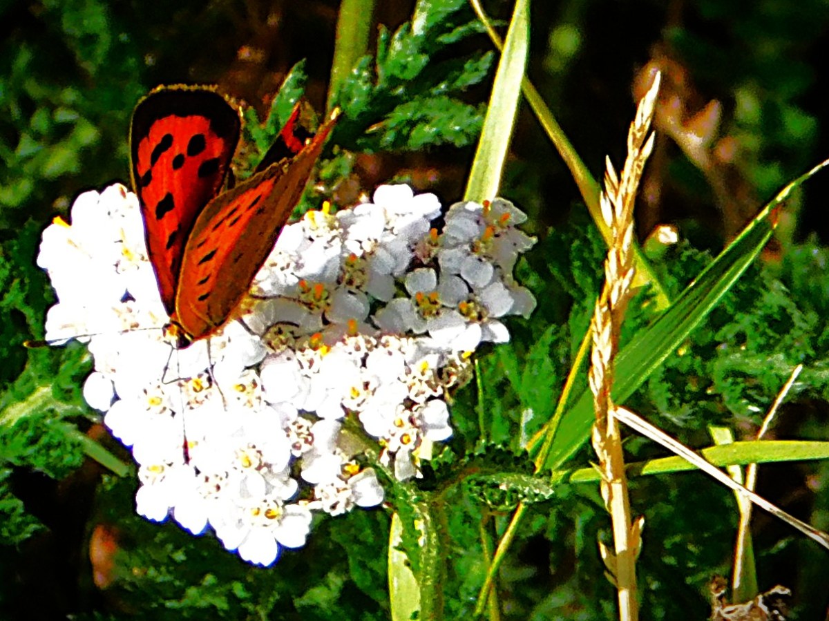 A Mid-Innings Collapse and a Gem of an&nbsp;Innings