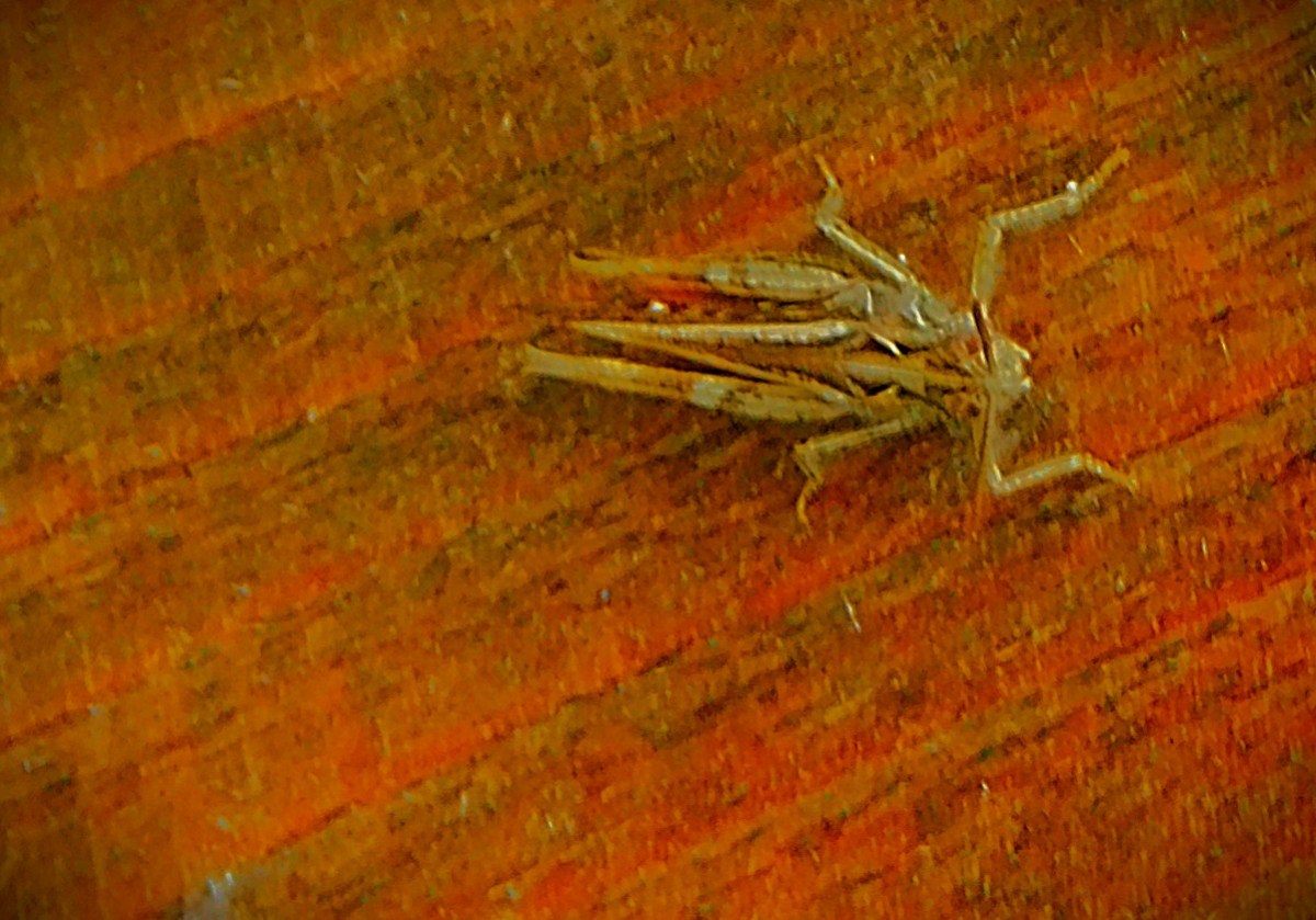 Dog in the Manger&nbsp;Day