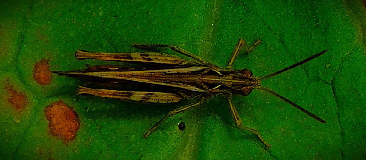 The Hundred (Women’s) With One Round&nbsp;Left