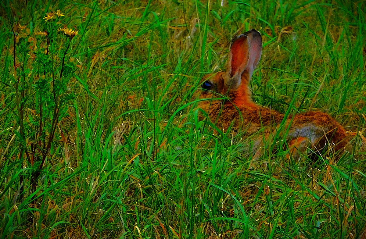 The All Too&nbsp;Vincibles