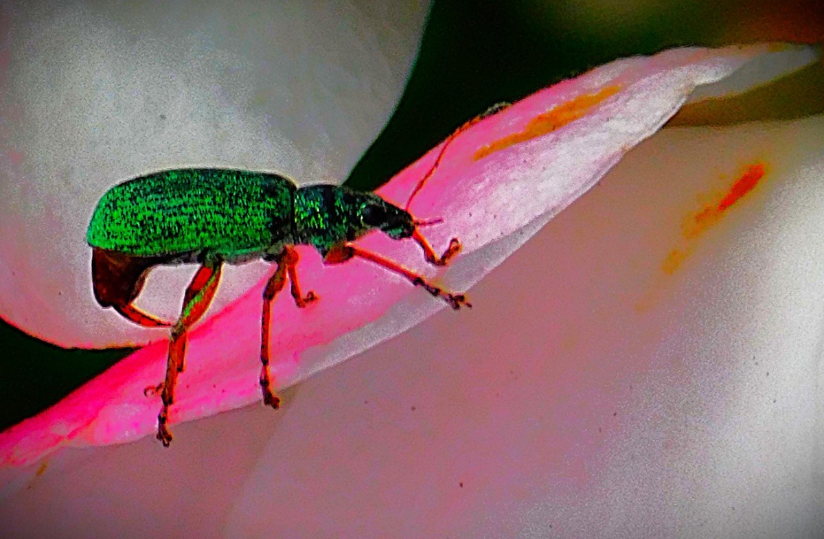 A Record Winning&nbsp;Margin