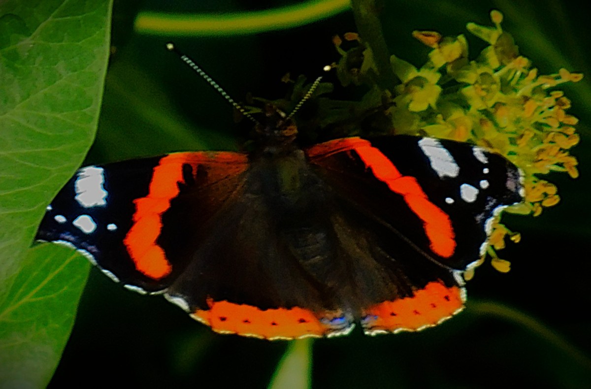 The County Championship