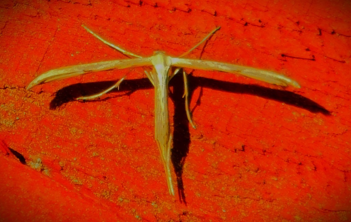 Nottinghamshire in Control of the County&nbsp;Championship