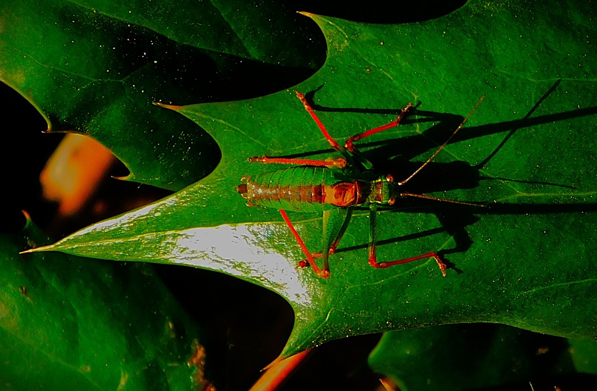 Nottinghamshire County Champions