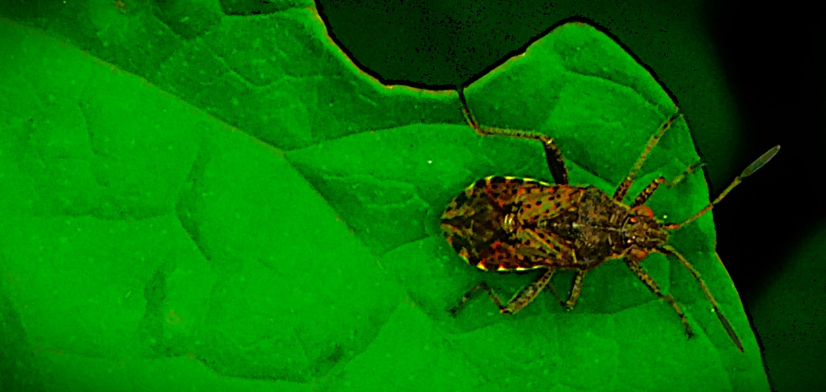 Spectacular Saturday