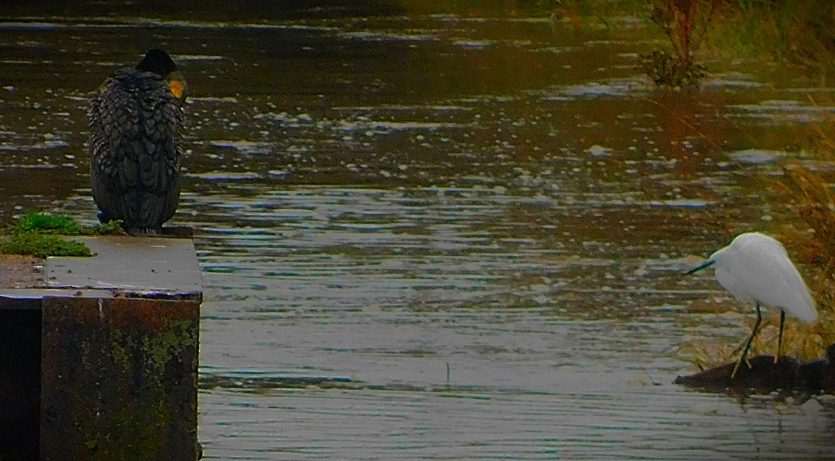 Two Great Turnarounds