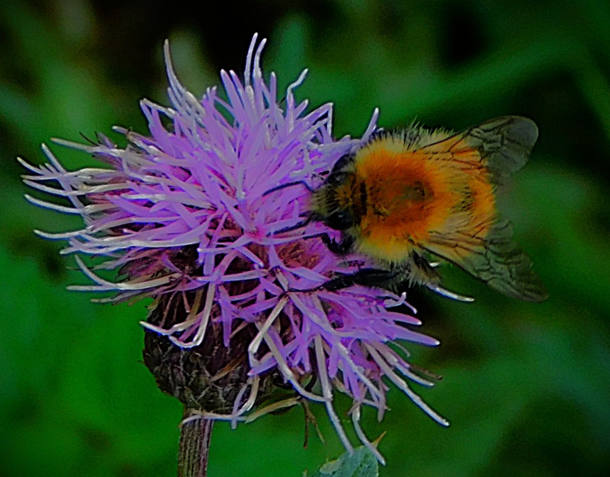 England Women Book Semi-Final&nbsp;Slot