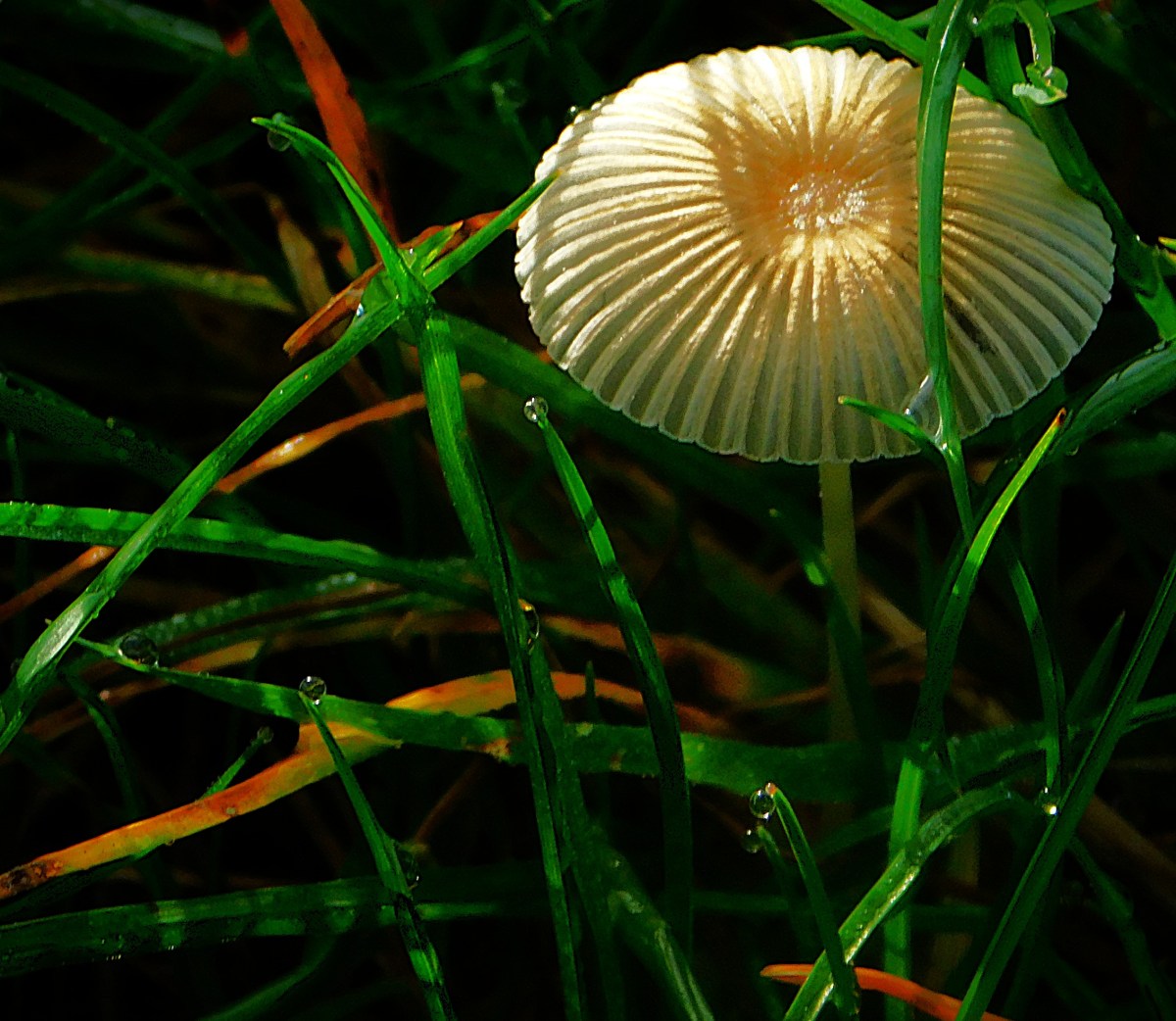 The Annabel and Ashleigh&nbsp;Show