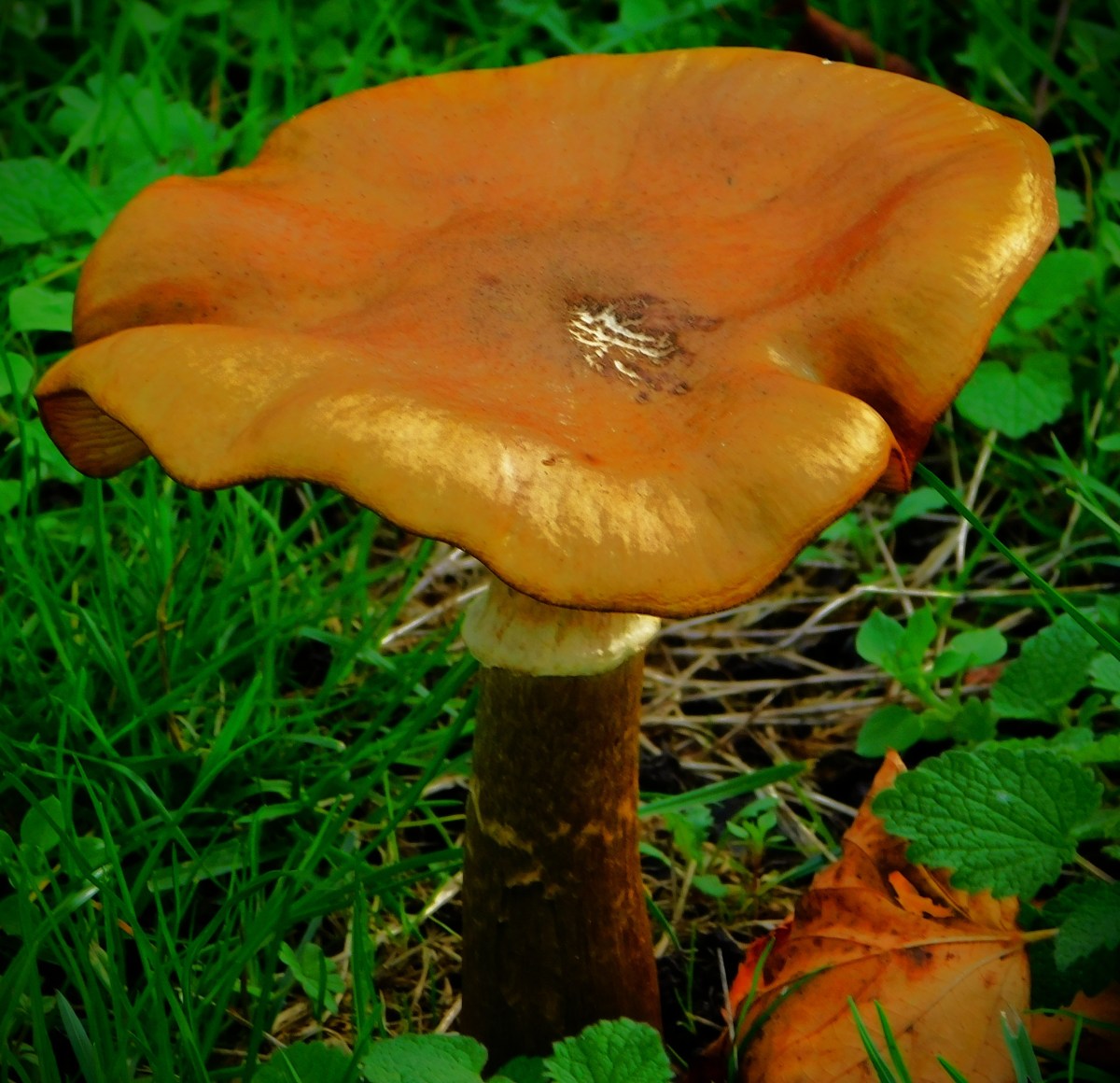 A One Woman Show at&nbsp;Indore