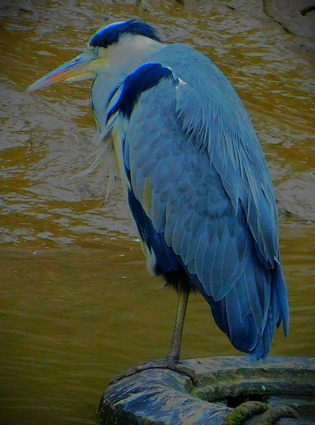 India Men Flop in&nbsp;Melbourne