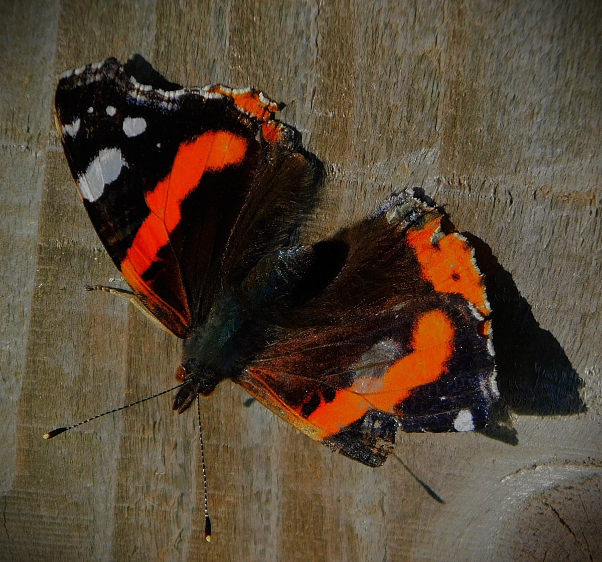 Warm Spell Brings Out the&nbsp;Insects