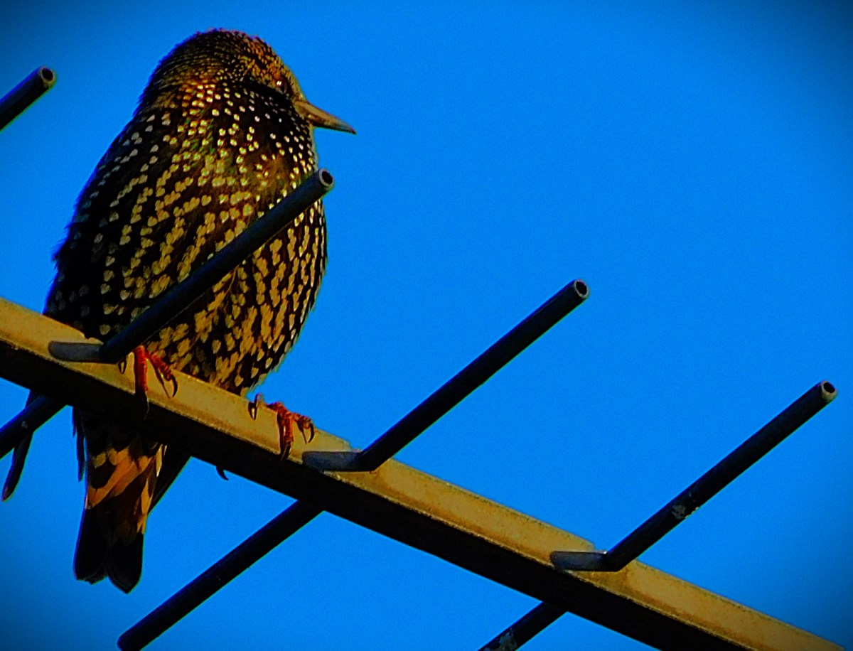 D(eepti) Day for India in Navi&nbsp;Mumbai