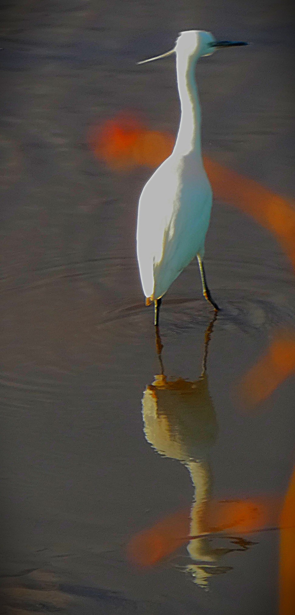 Marizanne’s Masterclass