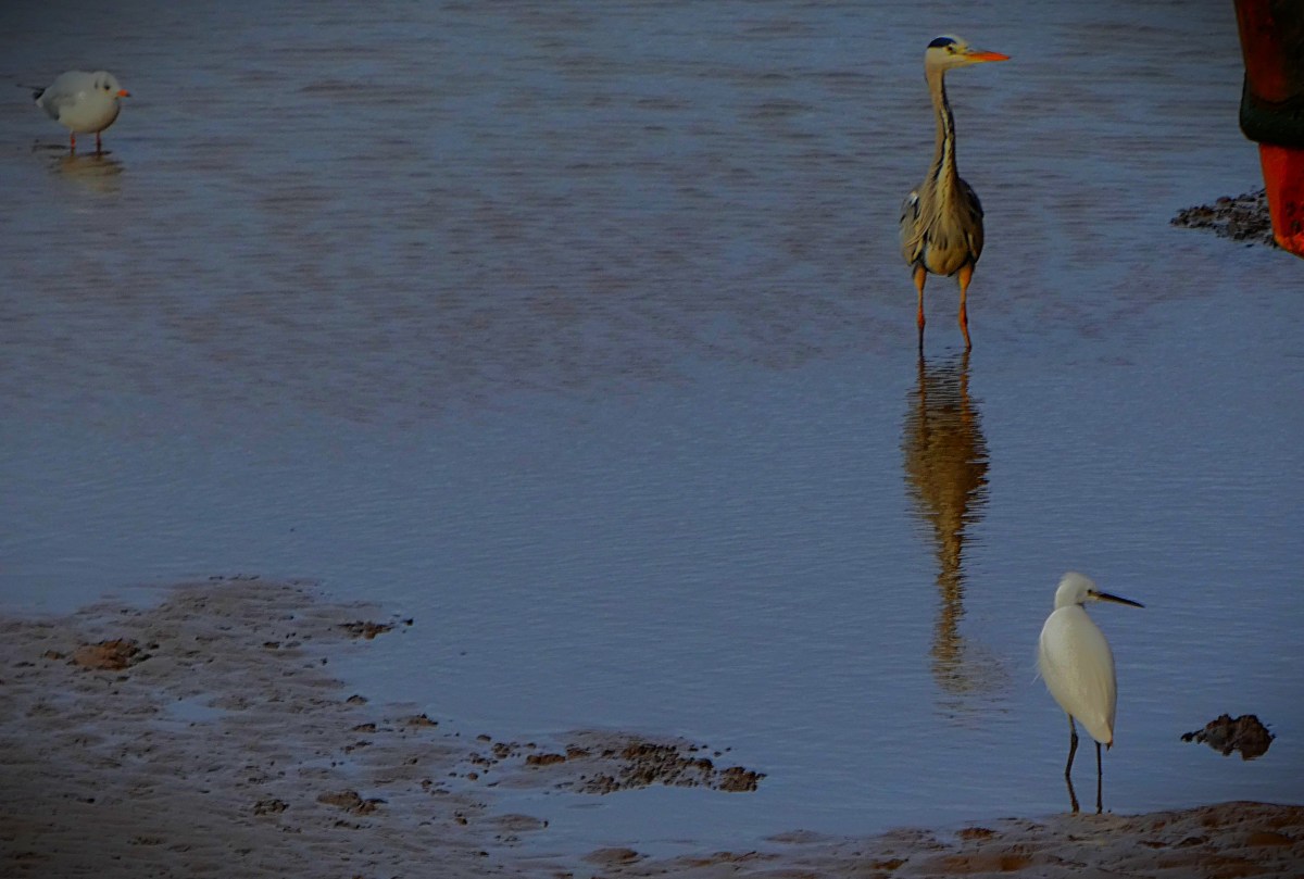 England’s Ashes Hopes Hang by a&nbsp;Thread
