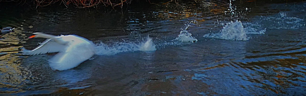 A mute swan getting itself airborne, at the Townshend Terrace pond, North Lynn.