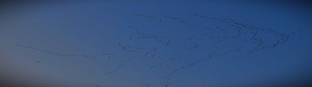A massive number of migrating birds flying over North Lynn at about 3:30PM (this is no more than a fifth of the total number).