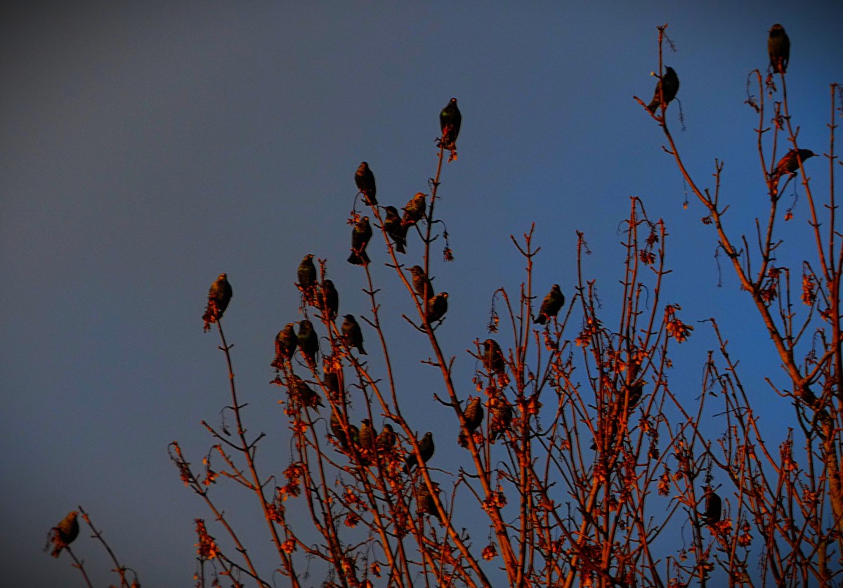 England Fightback Comes Too&nbsp;Late