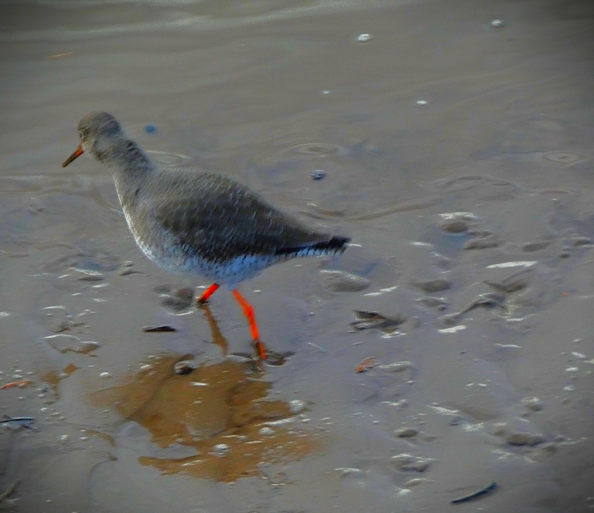 A small wading bird (possibly a redshank) at the edge of the Great Ouse, King's Lynn).