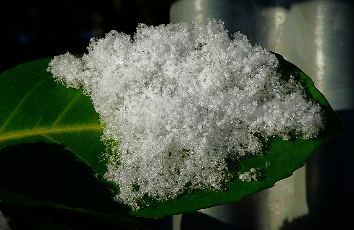 Australia Take Control in&nbsp;Sydney