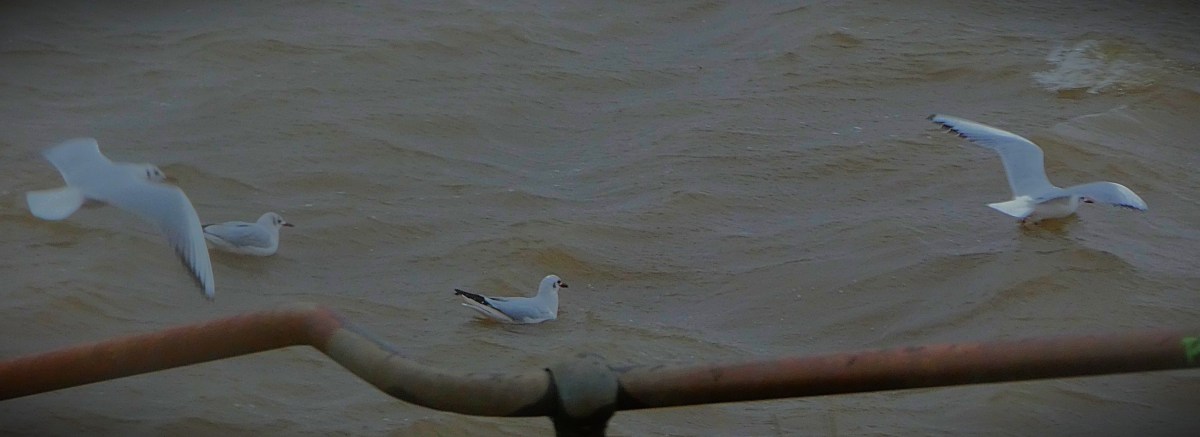 An Ashes Retrospective