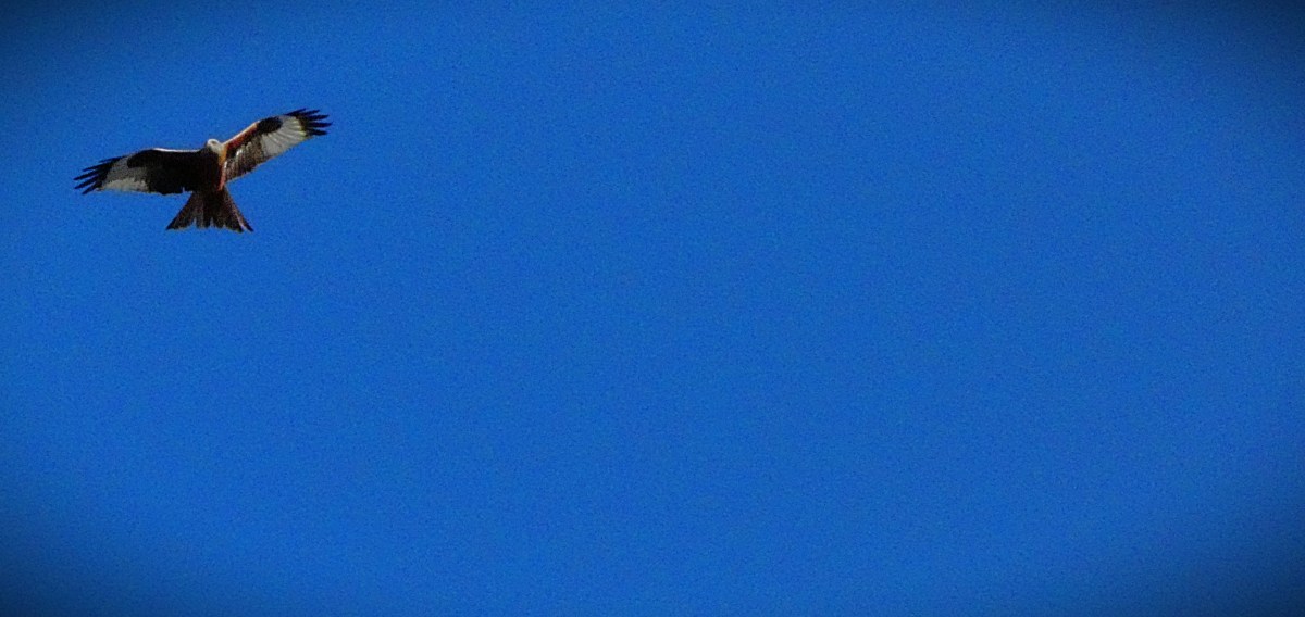 A raptor flying overhead in North Lynn.