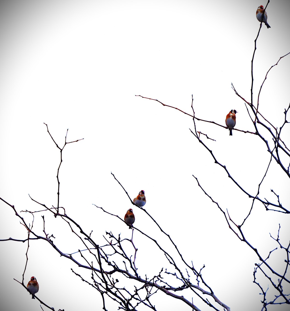 World T20 Cup&nbsp;Underway