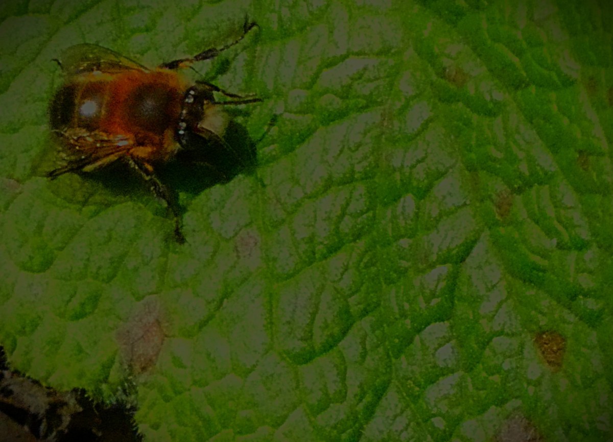 Close up of a bee resting on a green leaf.